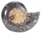 Split Black/Orange Ammonite (Half) - Unusual Coloration #55622-1